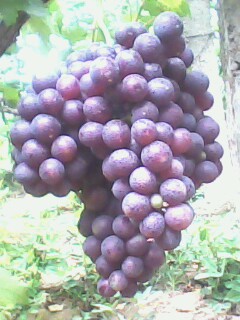 IMG1676A.jpg