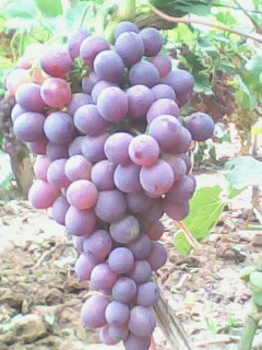 IMG1659A.jpg
