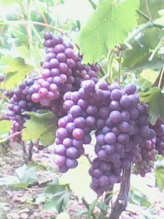 IMG1669A.jpg