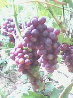 IMG1672A.jpg