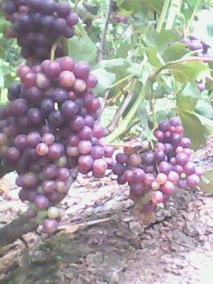 IMG1674A.jpg