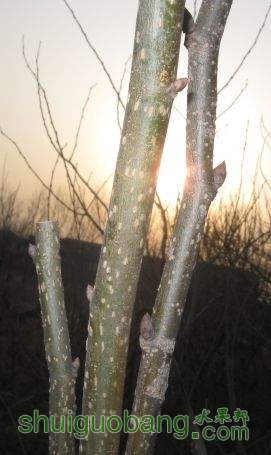 Ƭ 034.jpg