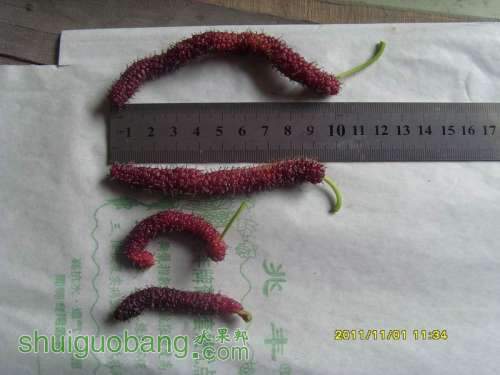 С С SI858523.JPG