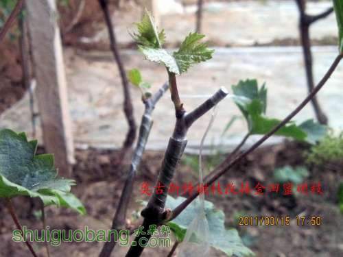С Ӳ֦Ľ2011.3. 010.jpg