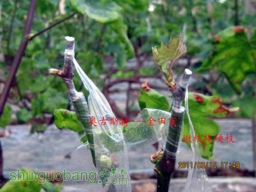 С Ӳ֦Ľ2011.3. 008.jpg