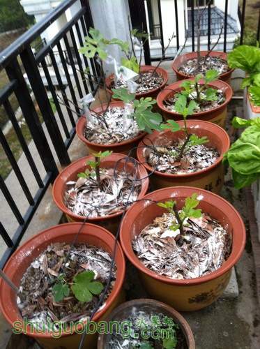 Ƭ20120216 032.jpg