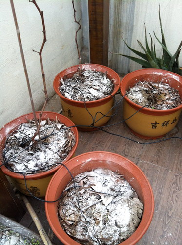 Ƭ20120216 035.jpg