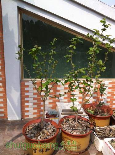 Ƭ20120216 024.jpg