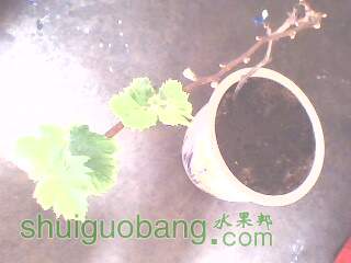 IMG0024A.jpg