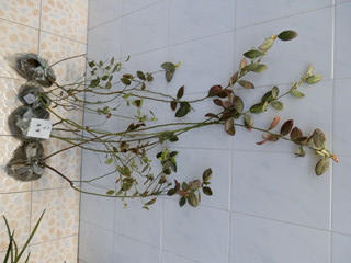 P2240050_����.jpg