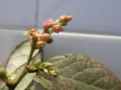 P2240052_����.jpg
