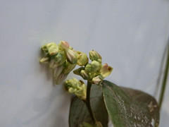 P2240053_����.jpg