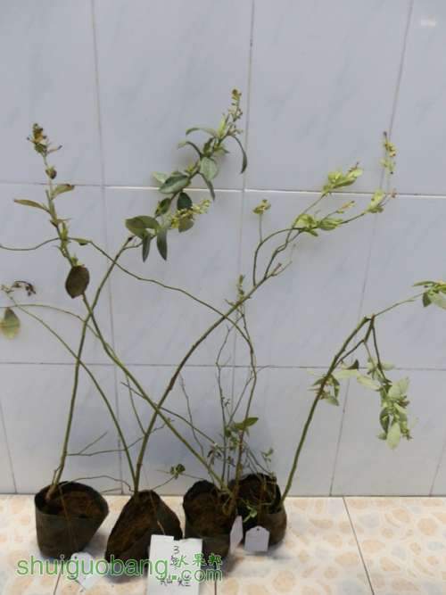 P2240055_����.jpg