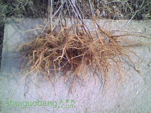 IMG0052A.jpg