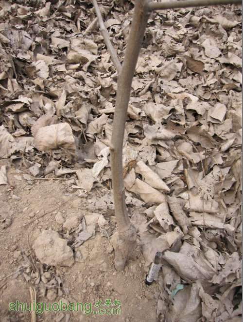 80cm���ϱ��Ҽ��ˣ�����