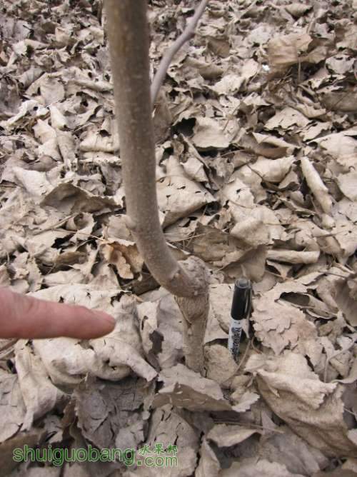 ��ǩ�ֱ����Ƚ�