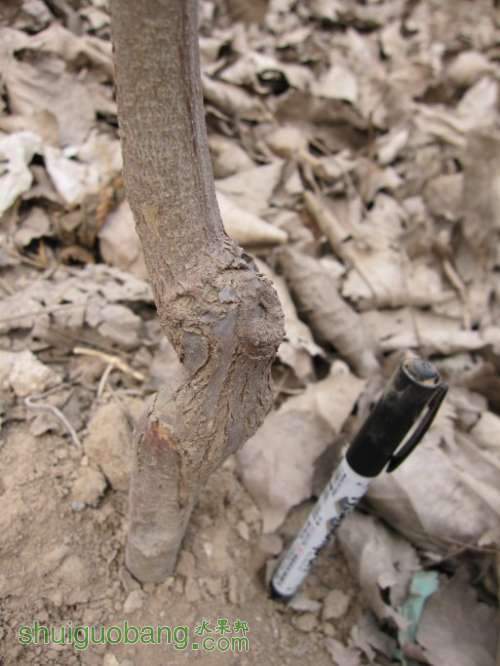 ������ĸ����