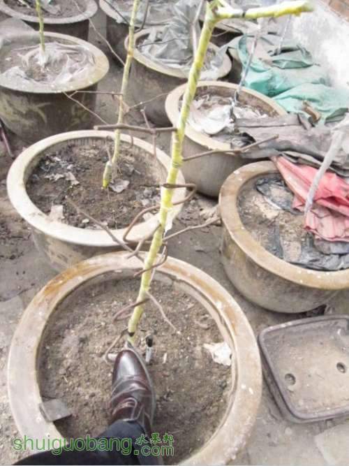 ��ֻ�������Ƚ�