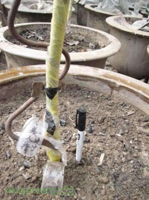 ��ǰ�Ƶ�����ļ޽��磨�⾶60cm���裩