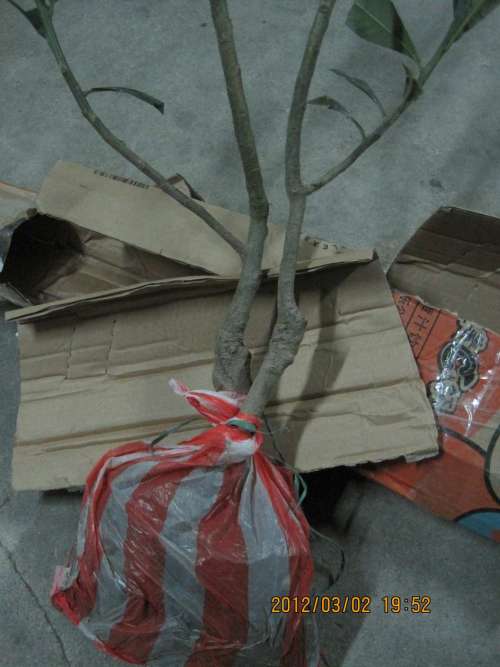 Ƭ 044.jpg