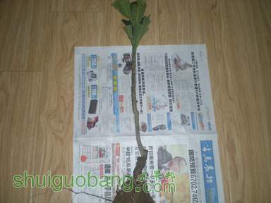 DSCN4874.jpg