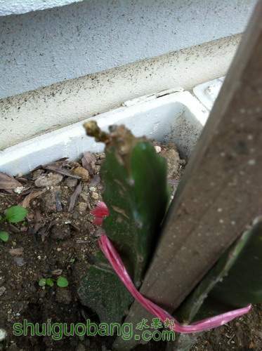 Ƭ20120216 293.jpg