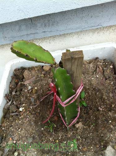 Ƭ20120216 294.jpg