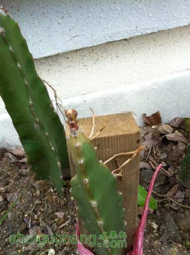 Ƭ20120216 298.jpg