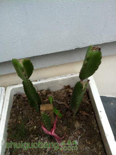 Ƭ20120216 297.jpg