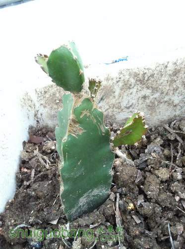 Ƭ20120216 301.jpg