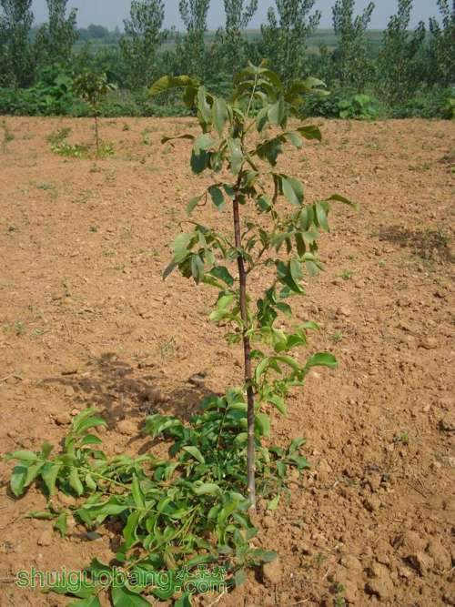核桃新栽嫁接苗截干好 - 核桃论坛 - 水果邦农人之家论坛