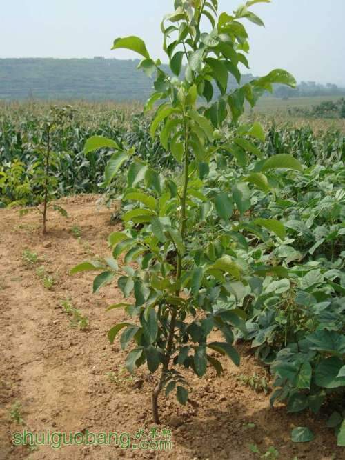 核桃新栽嫁接苗截干好 - 核桃论坛 - 水果邦农人之家论坛