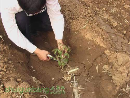 核桃新栽嫁接苗截干好 - 核桃论坛 - 水果邦农人之家论坛