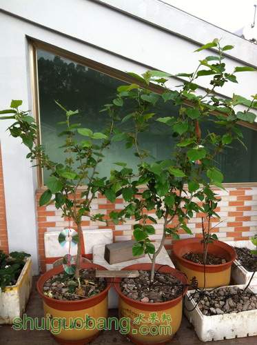 Ƭ20120216 246.jpg