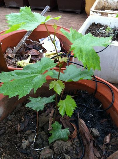 Ƭ20120216 309.jpg