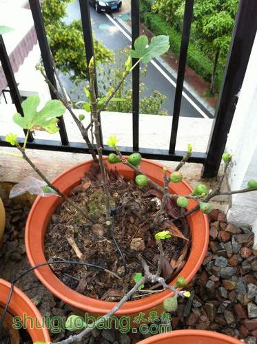 Ƭ20120216 273.jpg