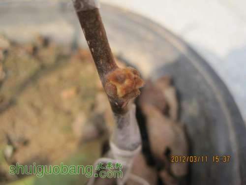 Ƭ 048.jpg