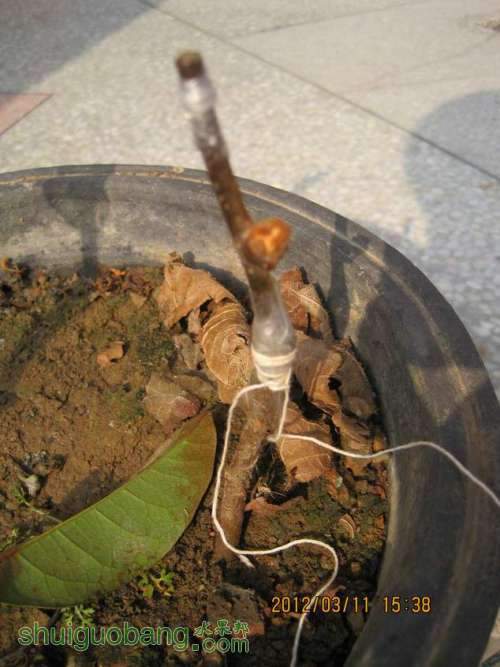 Ƭ 051.jpg