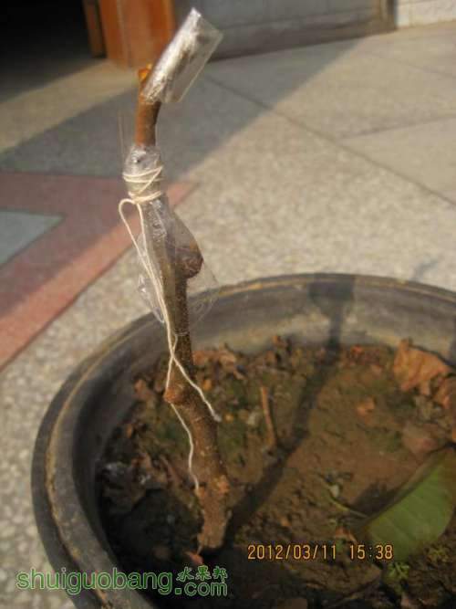 Ƭ 052.jpg