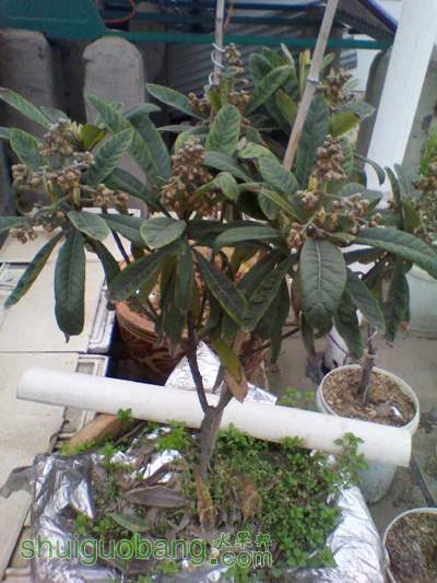 IMG_20120314_080834.jpg