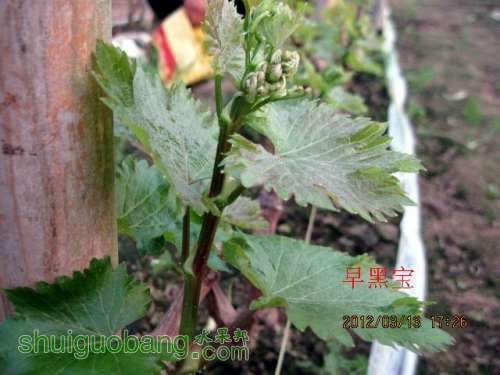 �ϴ�.�ڱ�����2012��03��13 025.jpg