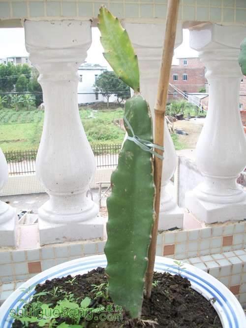 100_2605_.jpg