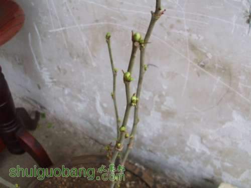 Ƭ 026.jpg