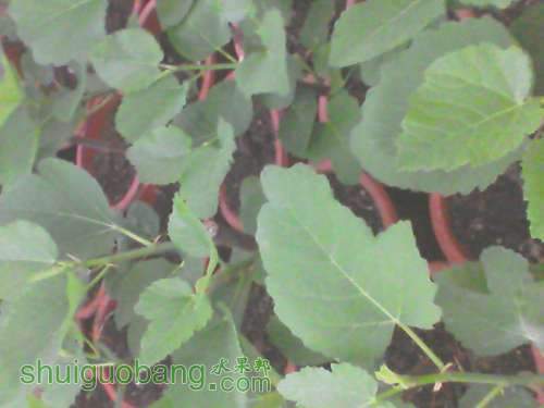 YP20120311172027.jpg