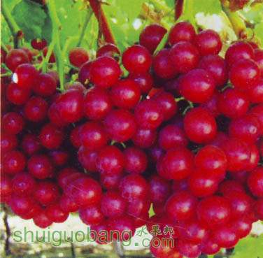  ޺ˣFlame Seedless