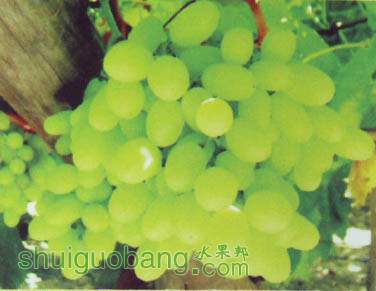  ɭ޺ˣThompson Seedless