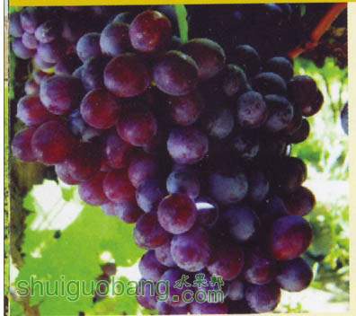 ̫޺ˣSunreg Seedless