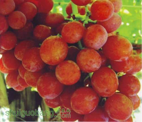  ޺ˣRalli Seedless޺˺ᣩ