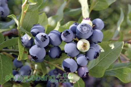 vaccinium-chandler.jpg