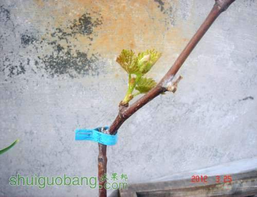 Ժڲ